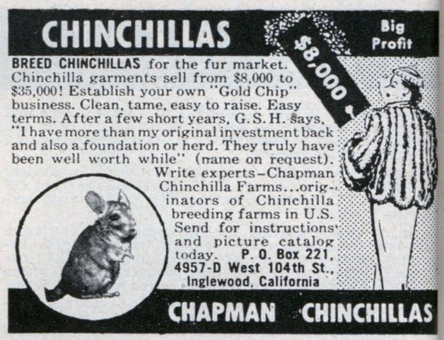 Chapman Chinchilla Ad 1925